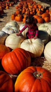 pumpkin_patch